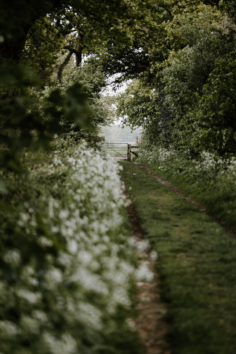 Winding path through a flower farm with trees on either side